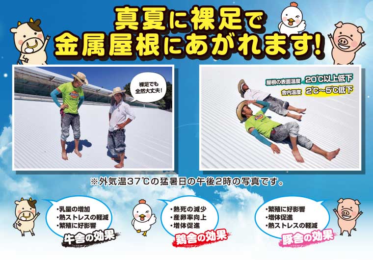 真夏に裸足で金属屋根にあがれます!