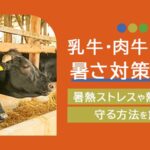 乳牛・肉牛のための暑さ対策10選！暑熱ストレスや熱中症から守る方法を解説