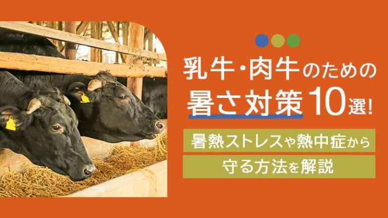 乳牛・肉牛のための暑さ対策10選！暑熱ストレスや熱中症から守る方法を解説