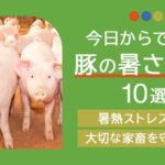 今日からできる豚の暑さ対策10選！暑熱ストレスから大切な家畜を守るには