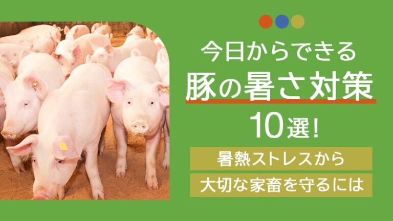 今日からできる豚の暑さ対策10選！暑熱ストレスから大切な家畜を守るには