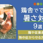 鶏舎でできる暑さ対策9選！鶏や従業員を熱中症から守る方法を解説