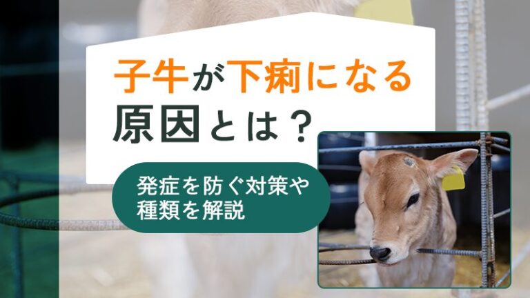 子牛が下痢になる原因とは？発症を防ぐ対策や種類を解説