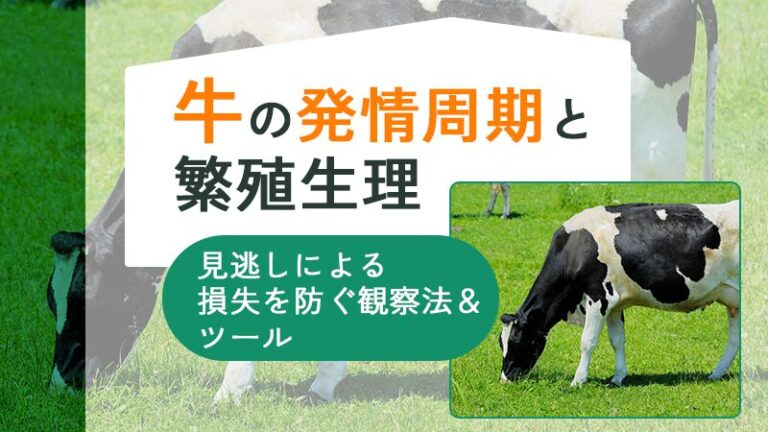牛の発情周期と繁殖生理｜見逃しによる損失を防ぐ観察法＆ツール