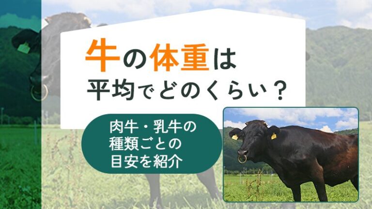 牛の体重は平均でどのくらい？肉牛・乳牛の種類ごとの目安を紹介